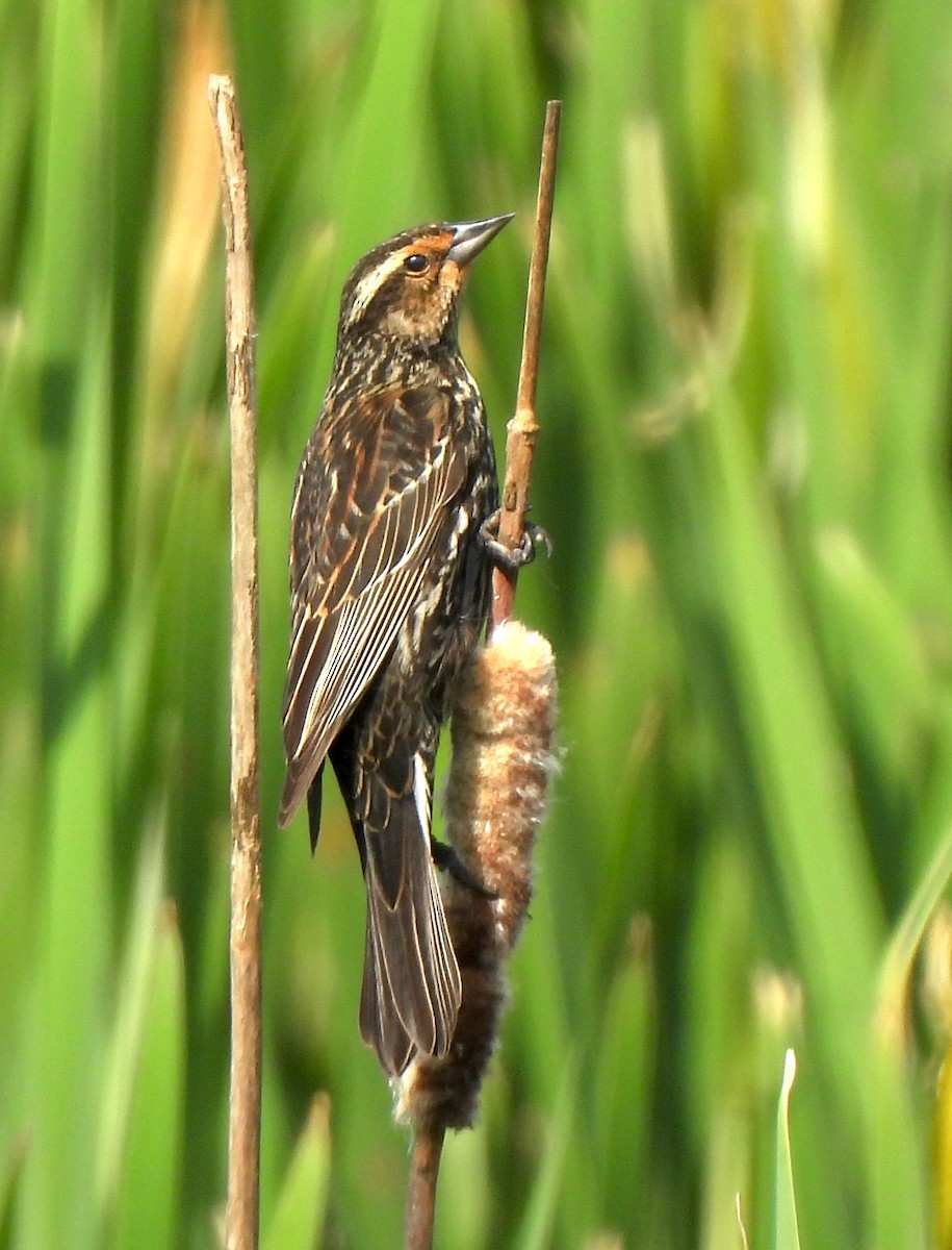 Red-winged Blackbird - ML637676526