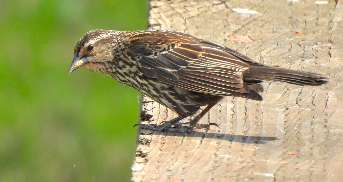 Red-winged Blackbird - ML637676527
