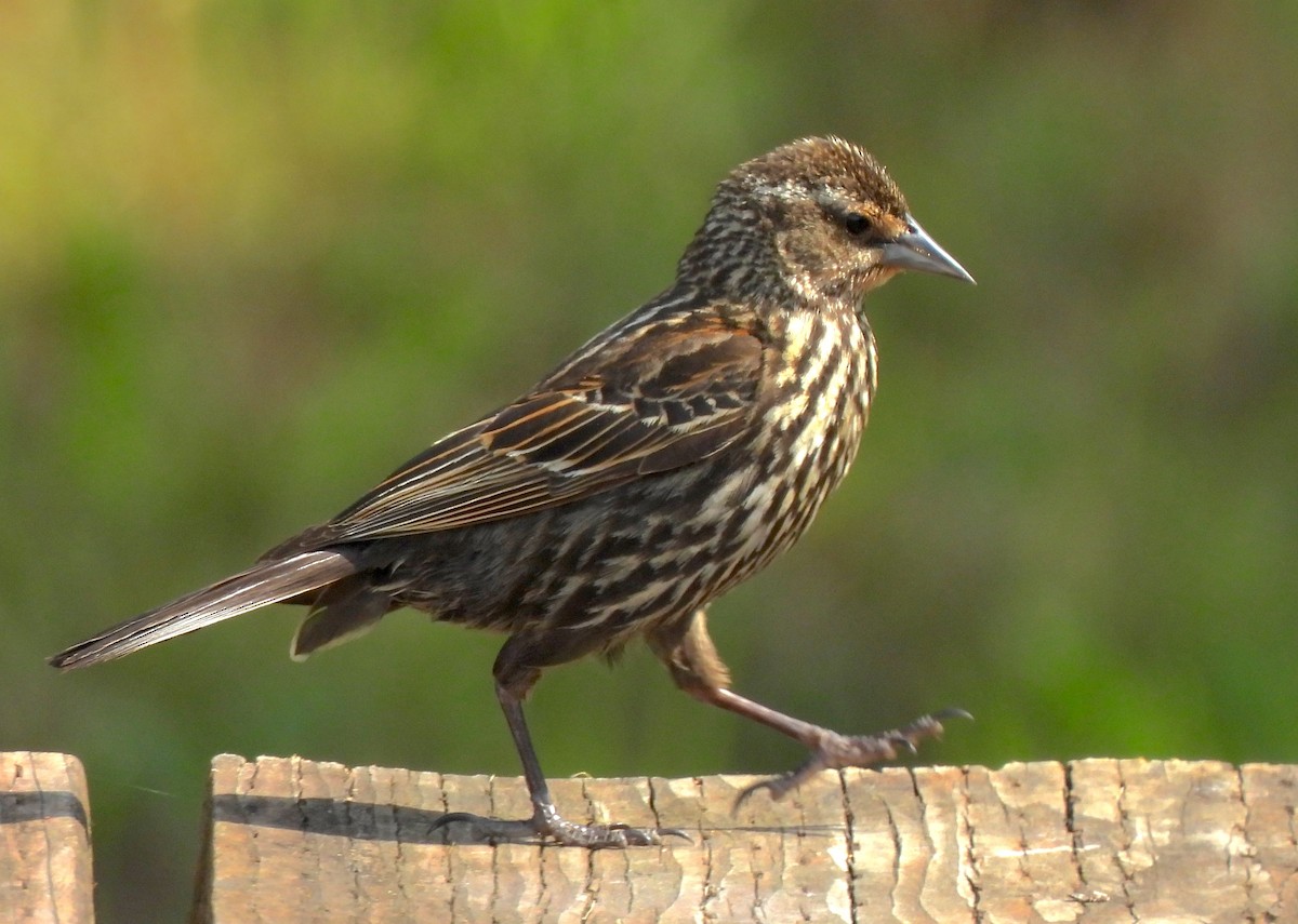 Red-winged Blackbird - ML637676528
