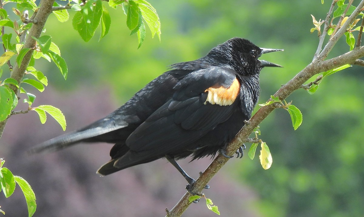 Red-winged Blackbird - ML637676539