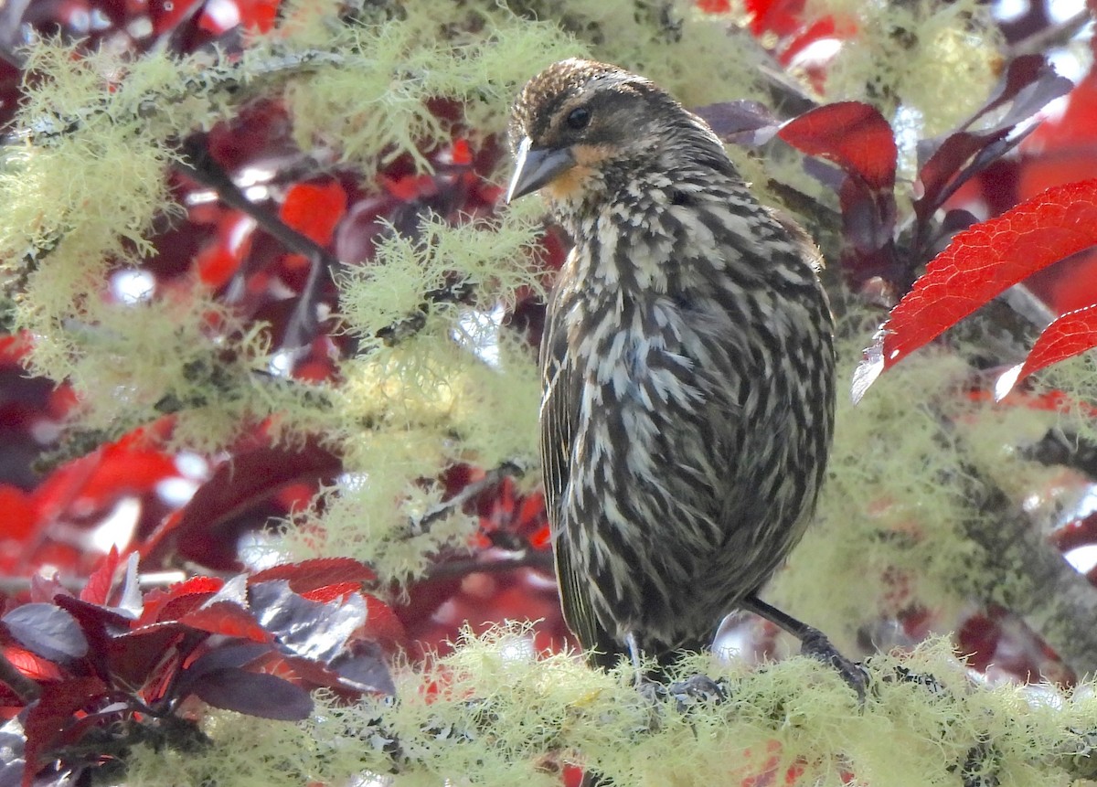 Red-winged Blackbird - ML637676540