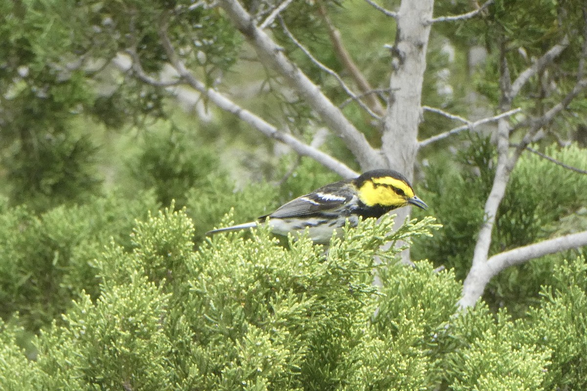 Golden-cheeked Warbler - ML637676542
