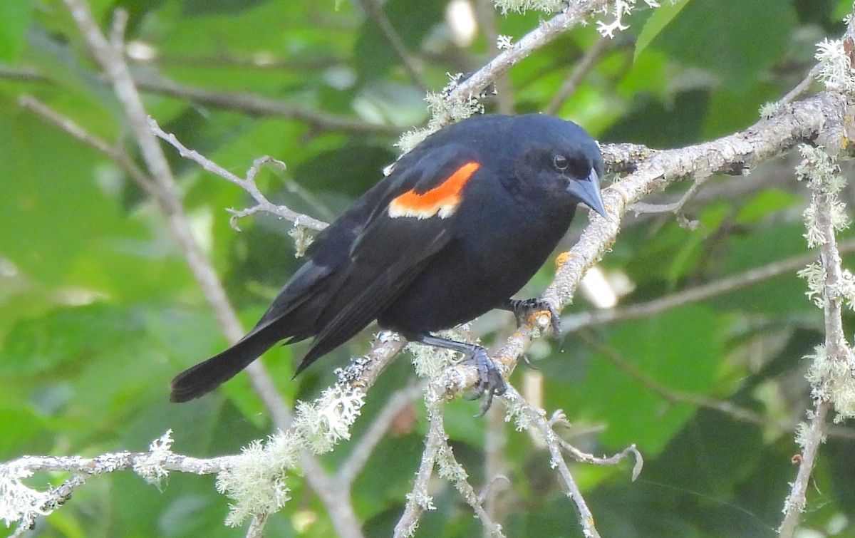 Red-winged Blackbird - ML637676548