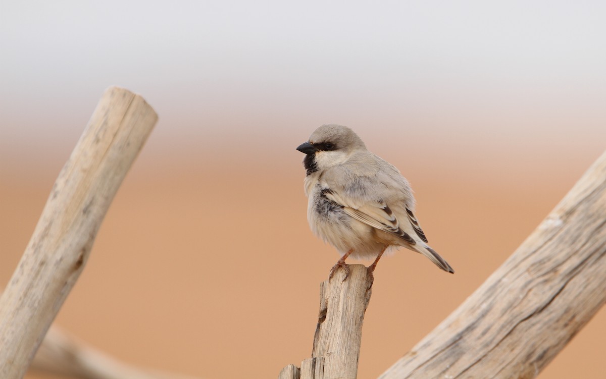 Desert Sparrow - Christoph Moning