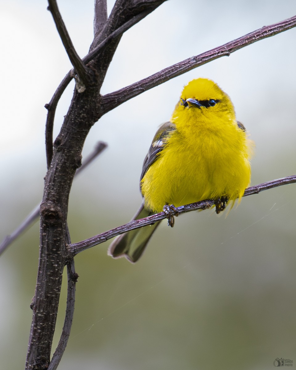 Blue-winged Warbler - ML637676634