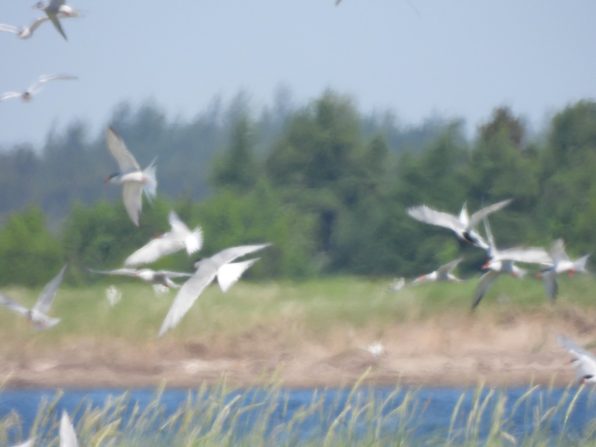 Sterna comune - ML637676644