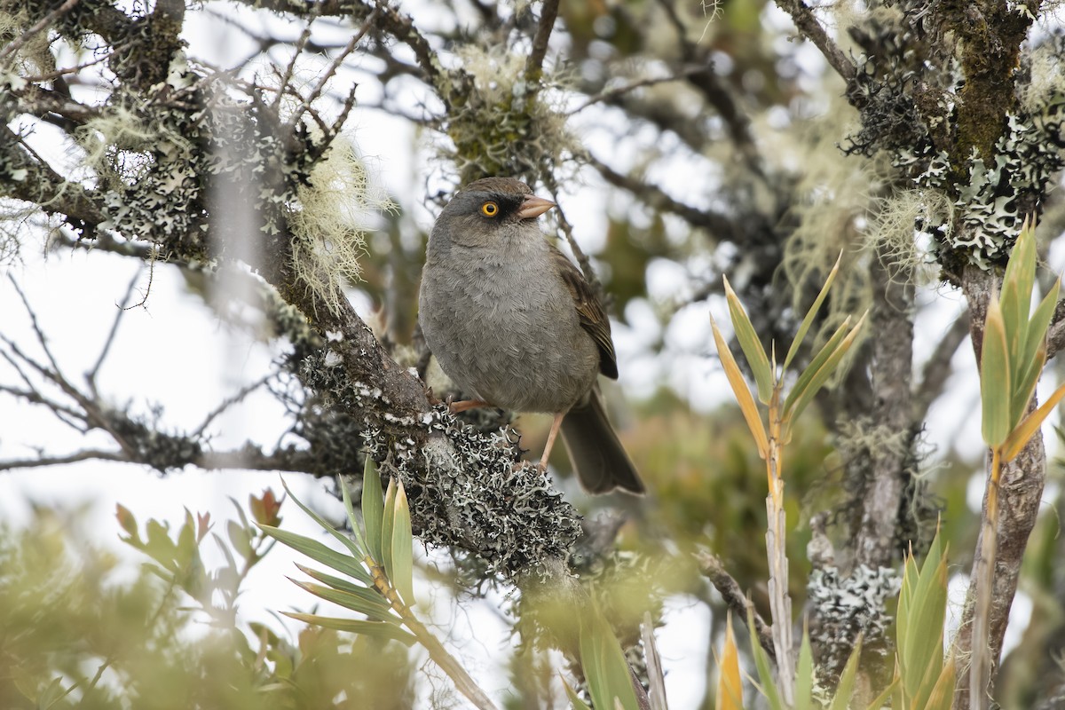 Volcano Junco - ML637676668