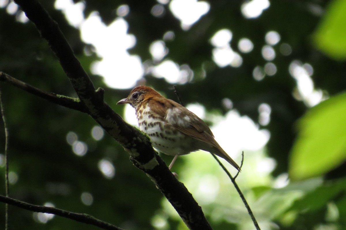 Wood Thrush - ML637676689
