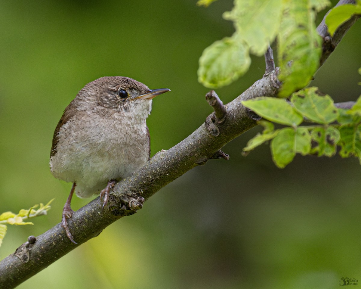 Northern House Wren - ML637676690
