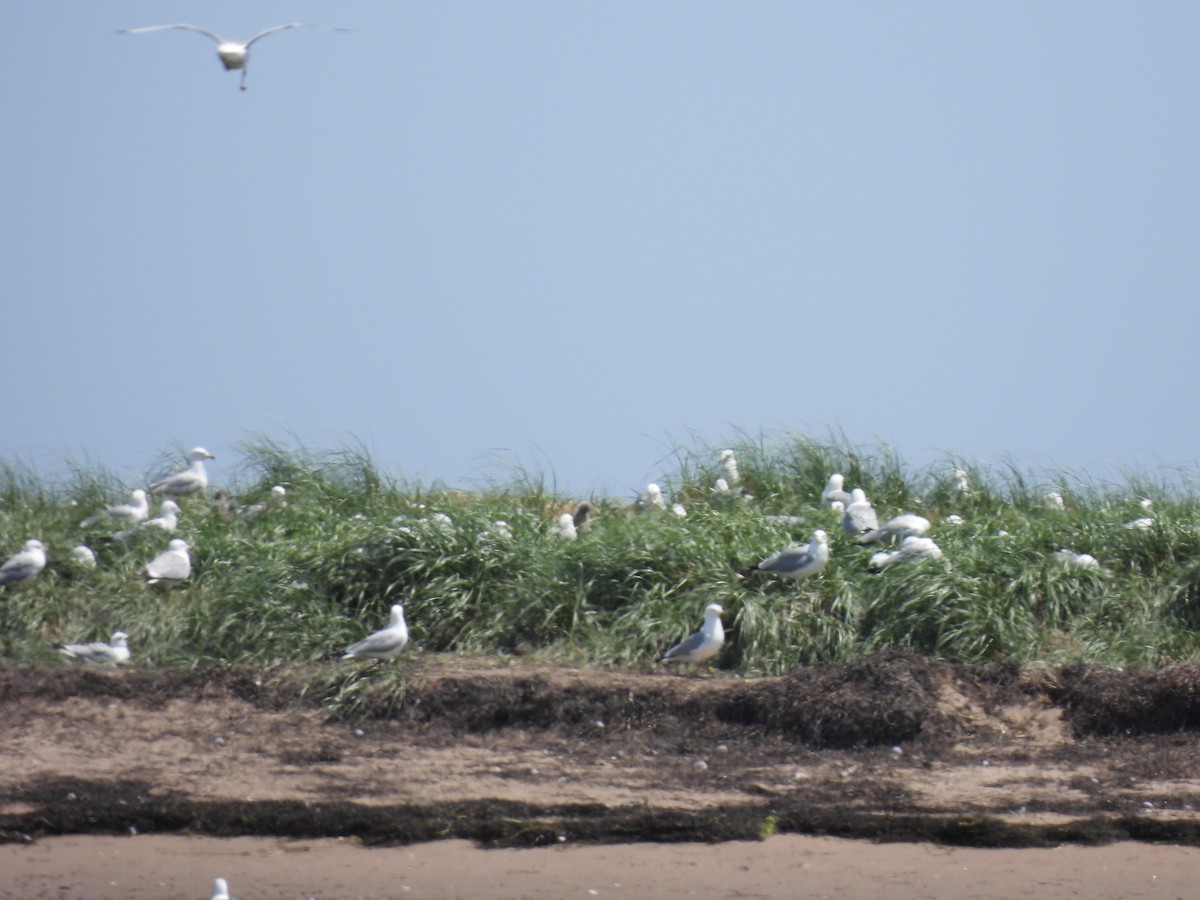 Gavina americana - ML637676701