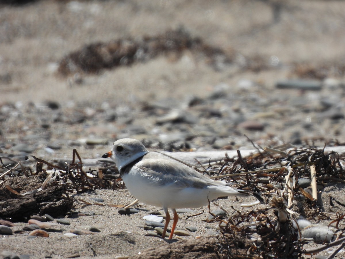 Piping Plover - ML637676715