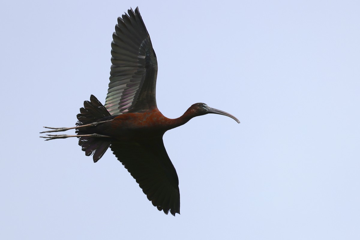 Гялаан билүүс - ML637676717