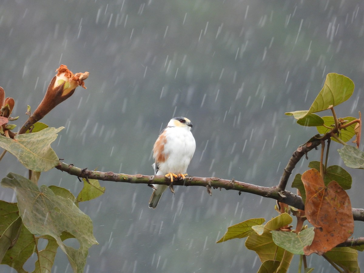 Pearl Kite - ML637676718