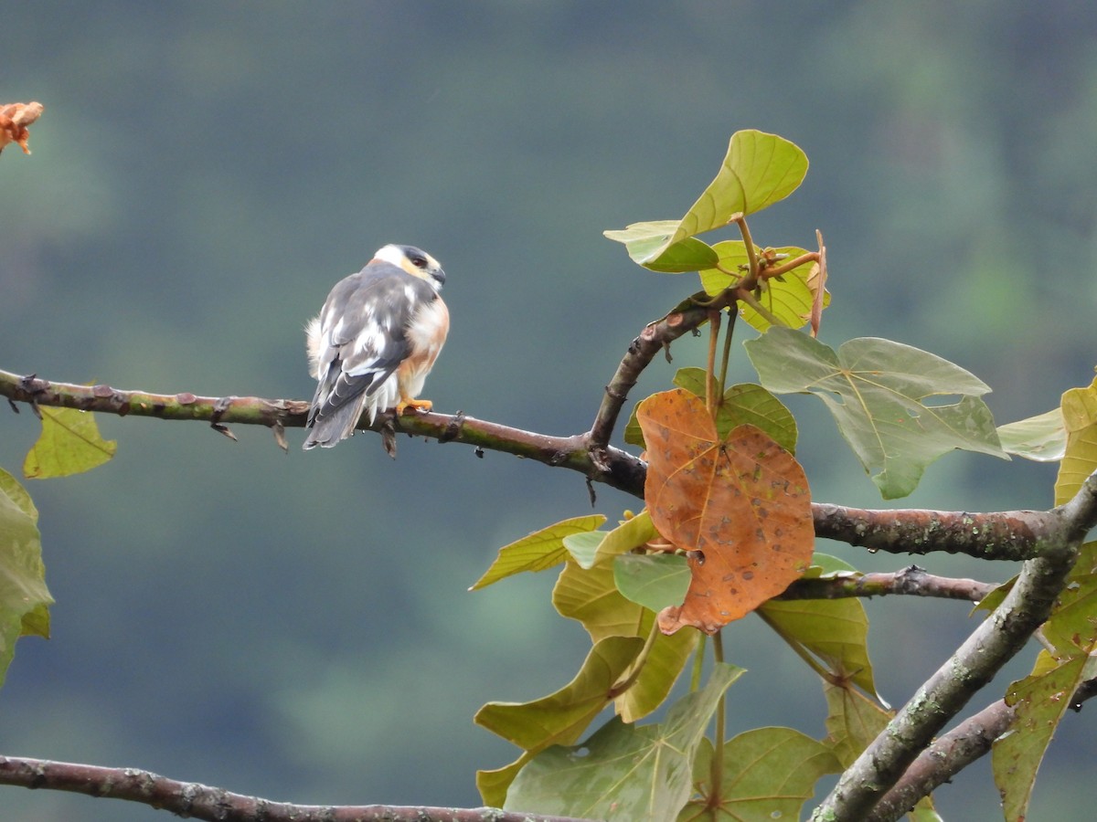 Pearl Kite - ML637676719