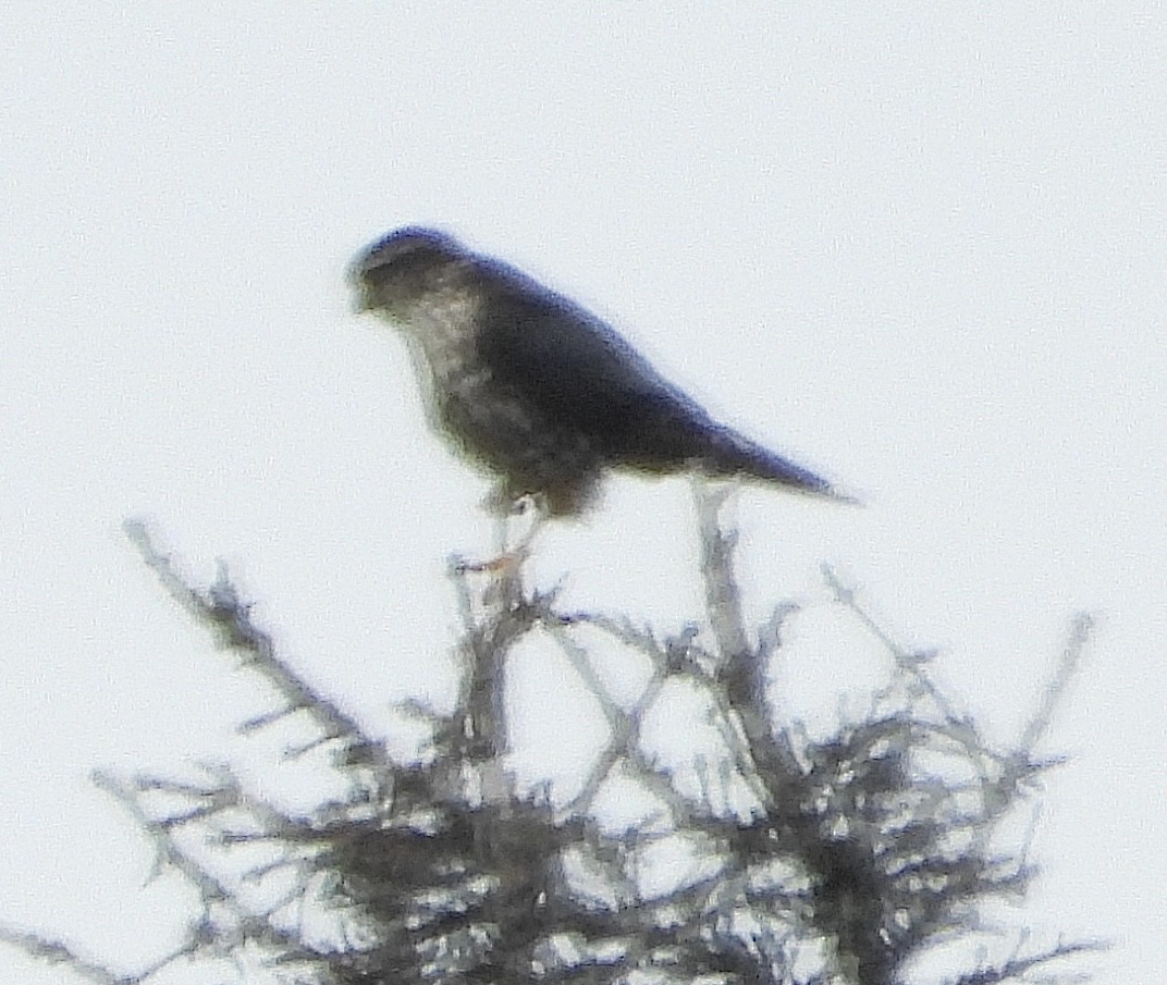 Merlin - ML637676742