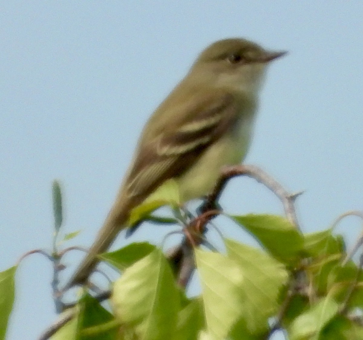 Alder Flycatcher - ML637676752