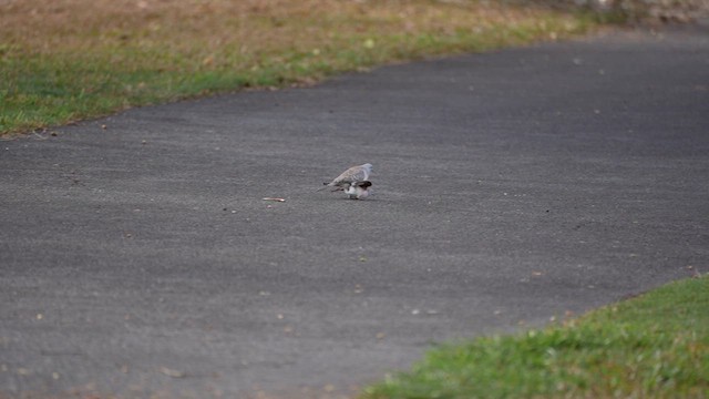 Peaceful Dove - ML637676754
