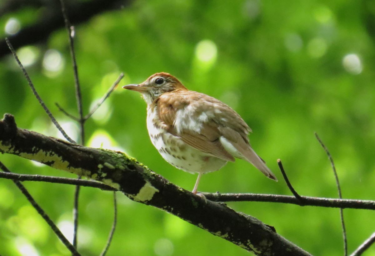 Wood Thrush - ML637676757