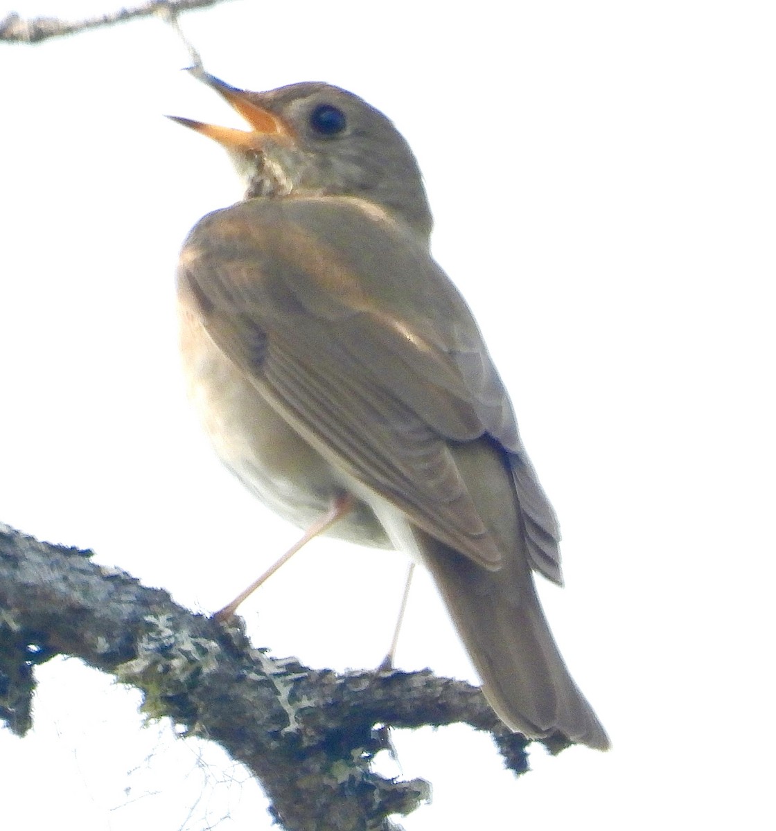 Gray-cheeked Thrush - ML637676764