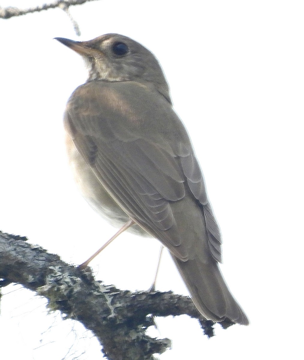 Gray-cheeked Thrush - ML637676765