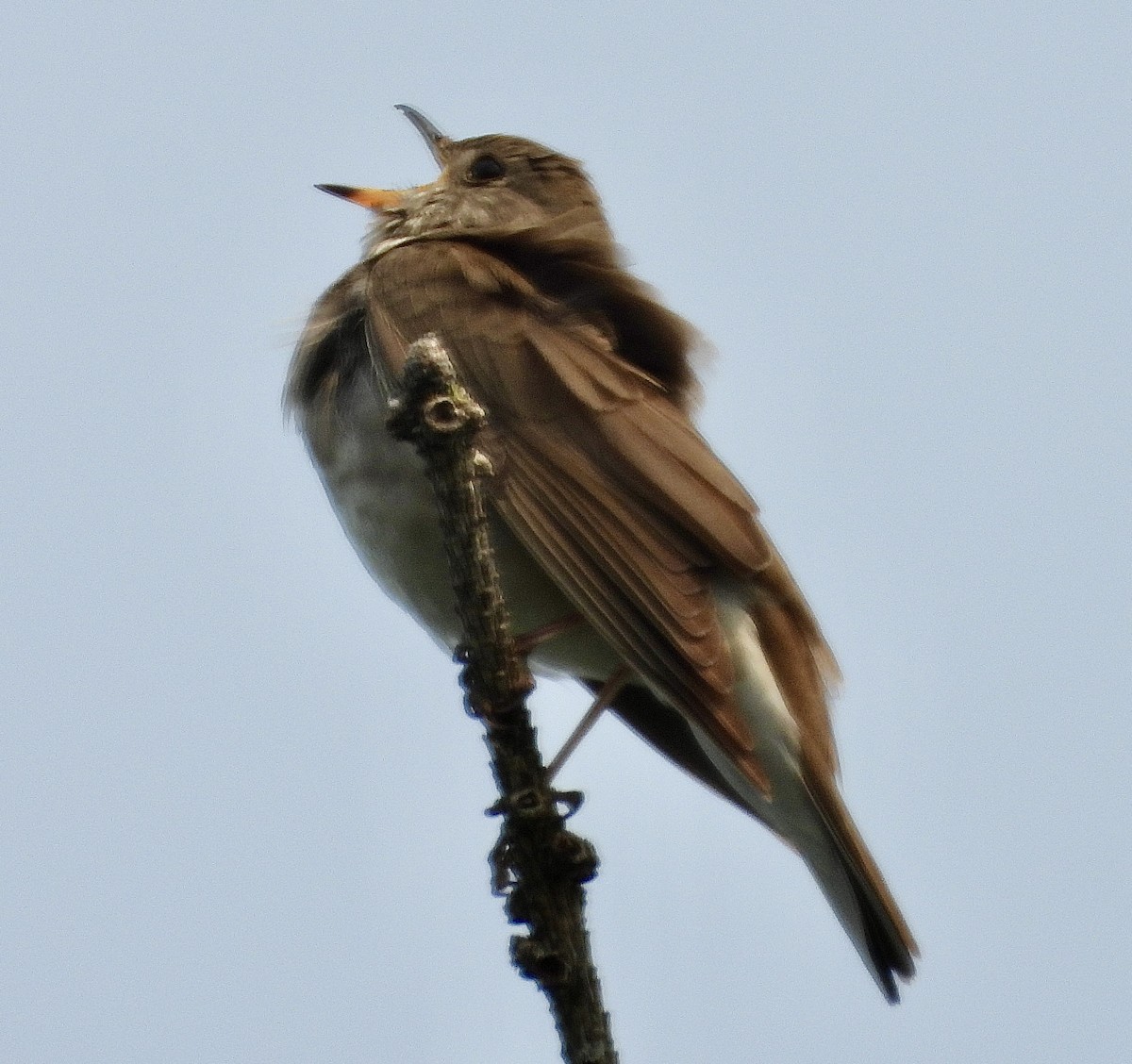 Gray-cheeked Thrush - ML637676766
