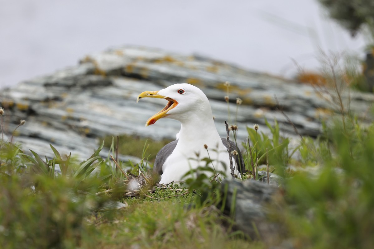 Great Black-backed Gull - ML637676767