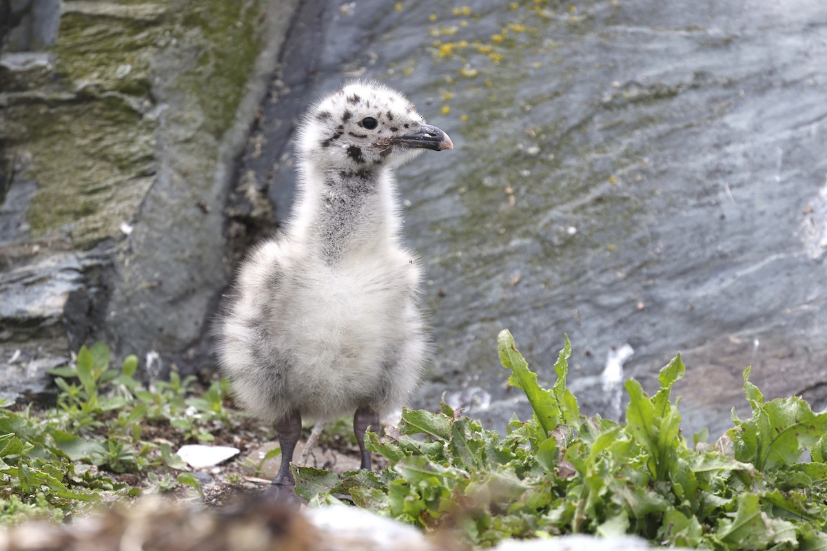 Great Black-backed Gull - ML637676768