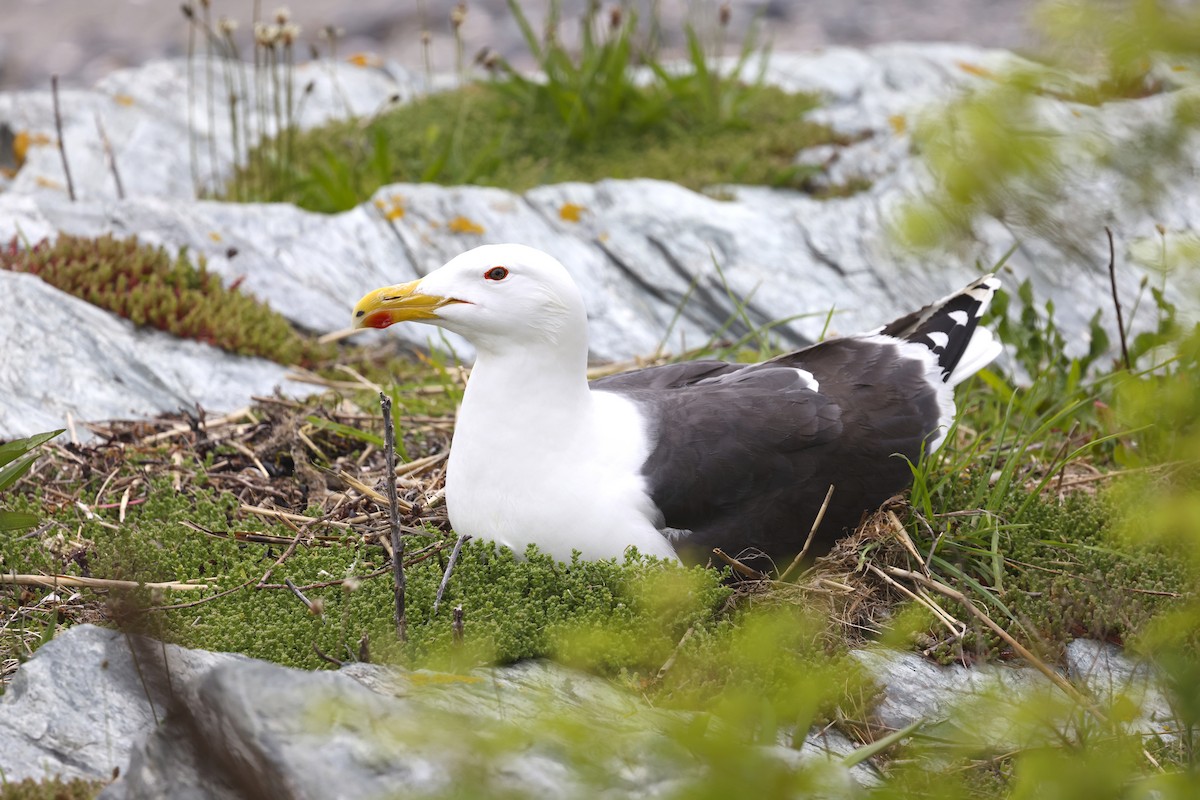 Great Black-backed Gull - ML637676769