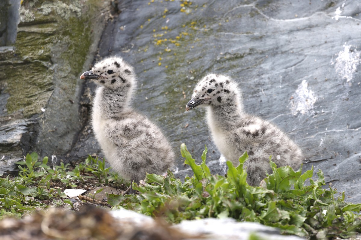Great Black-backed Gull - ML637676770