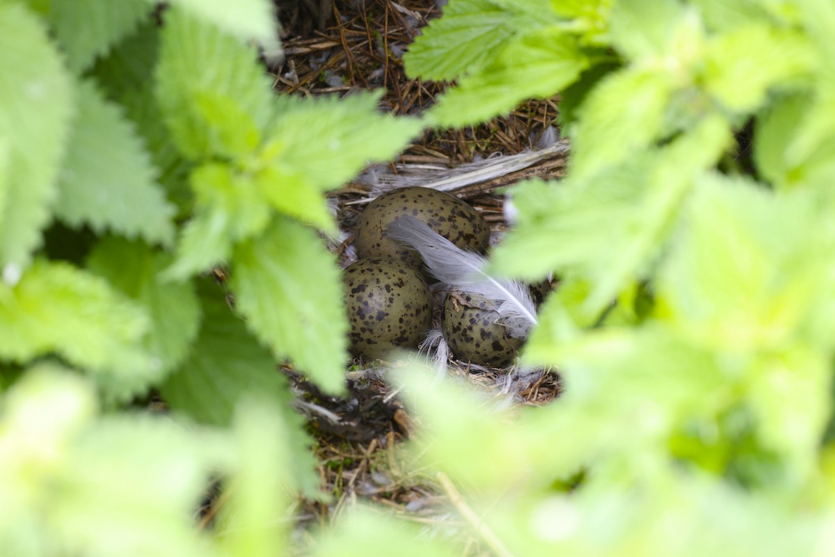 American Herring Gull - ML637676788