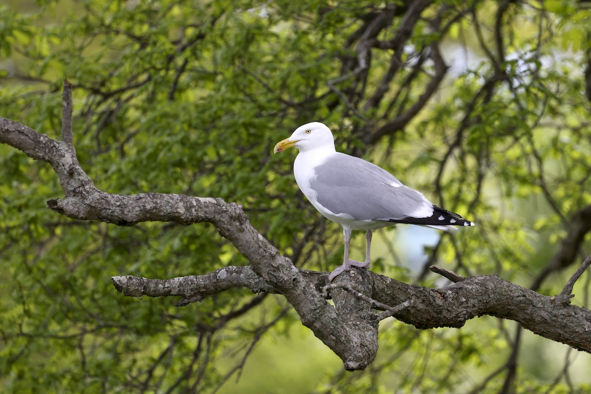 American Herring Gull - ML637676789