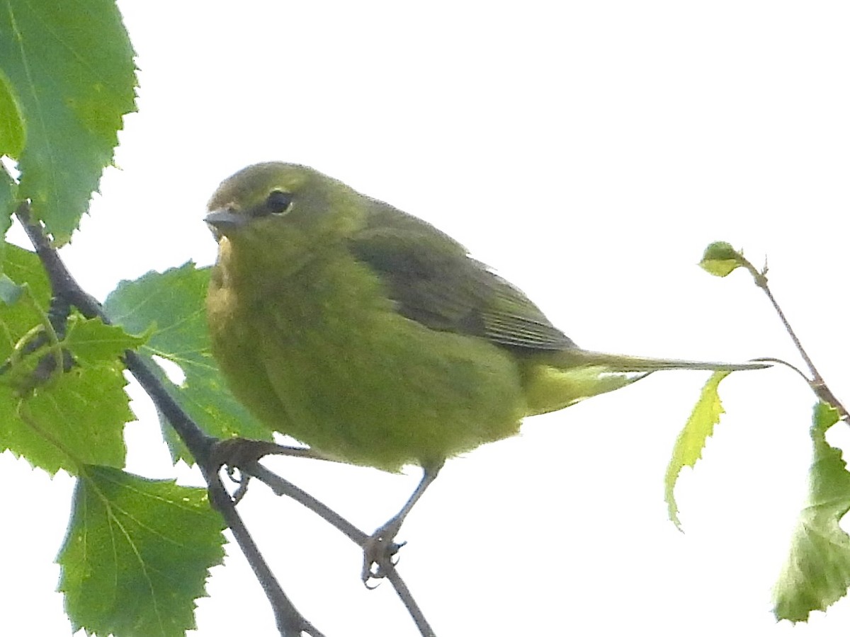 Orange-crowned Warbler - ML637676806