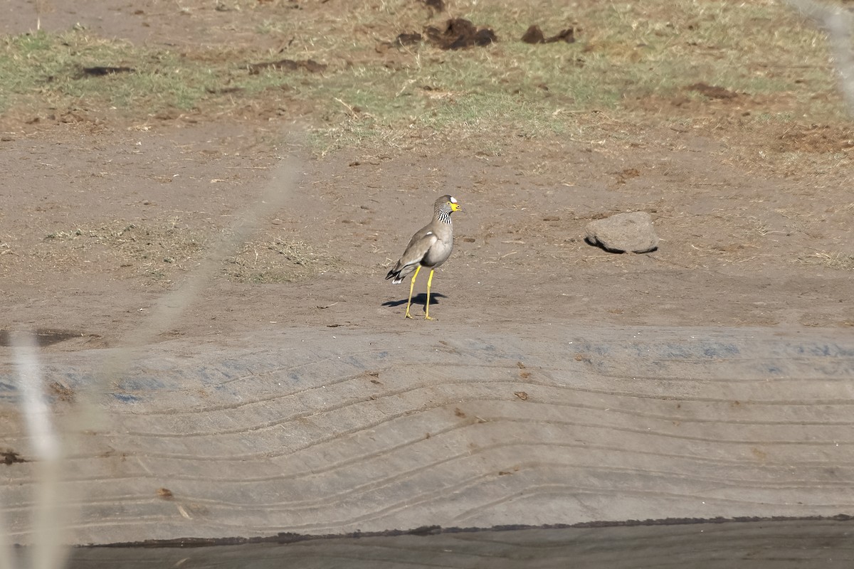 Wattled Lapwing - ML637676810