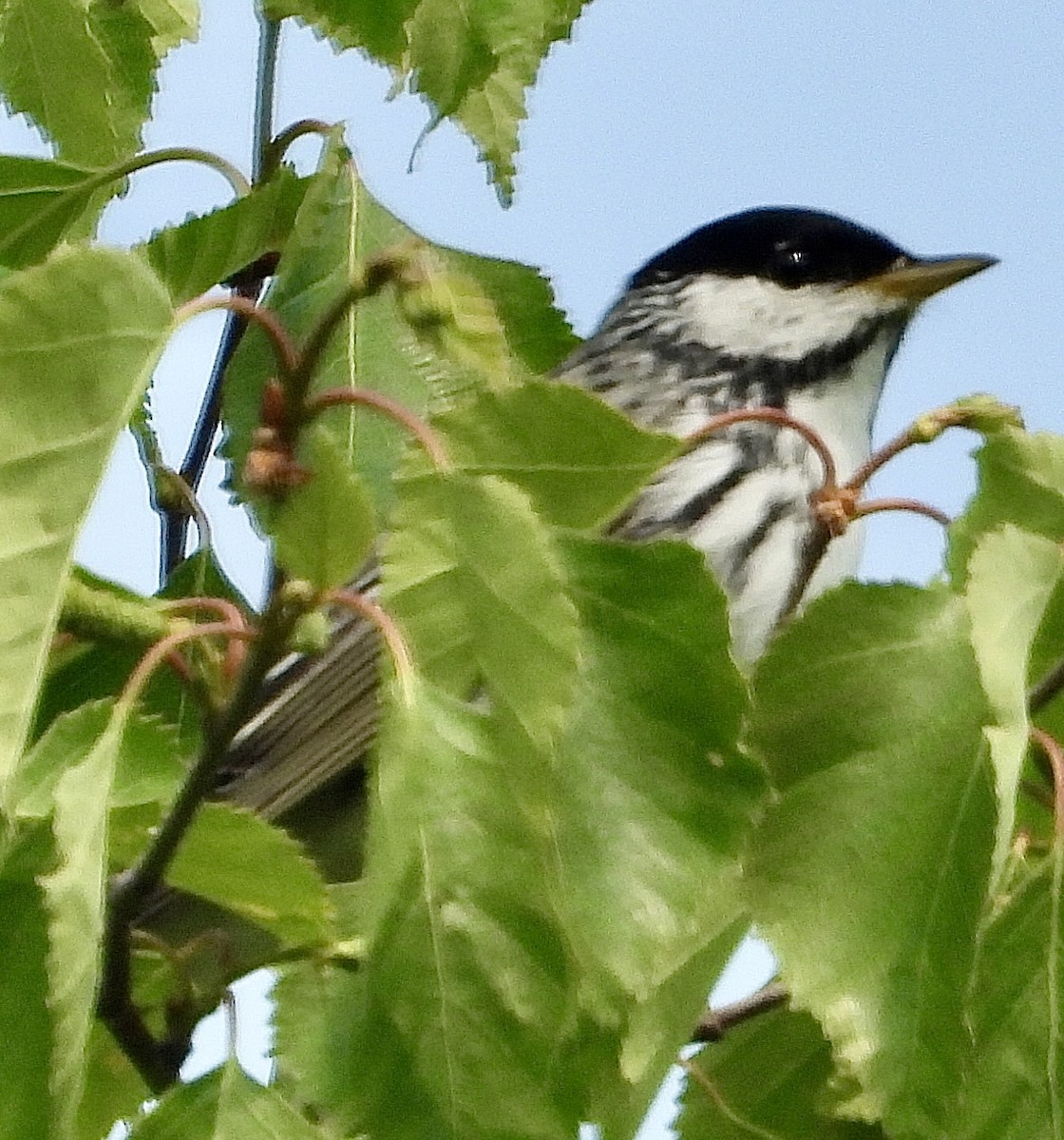 Blackpoll Warbler - ML637676811