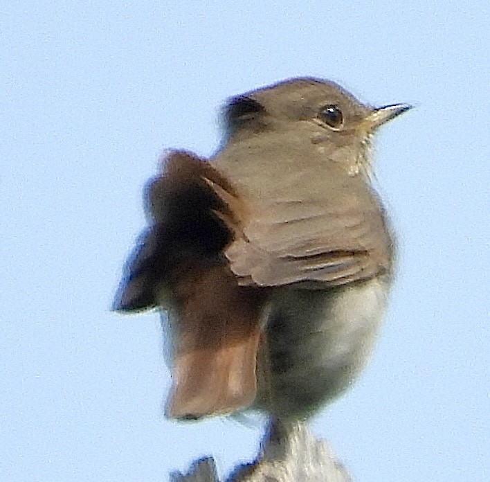 Hermit Thrush - ML637676841