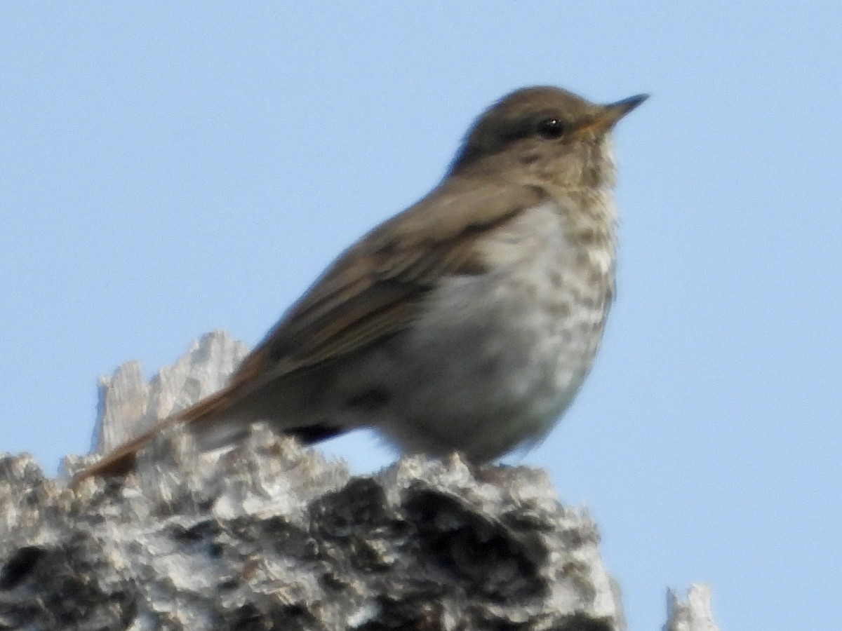 Hermit Thrush - ML637676842