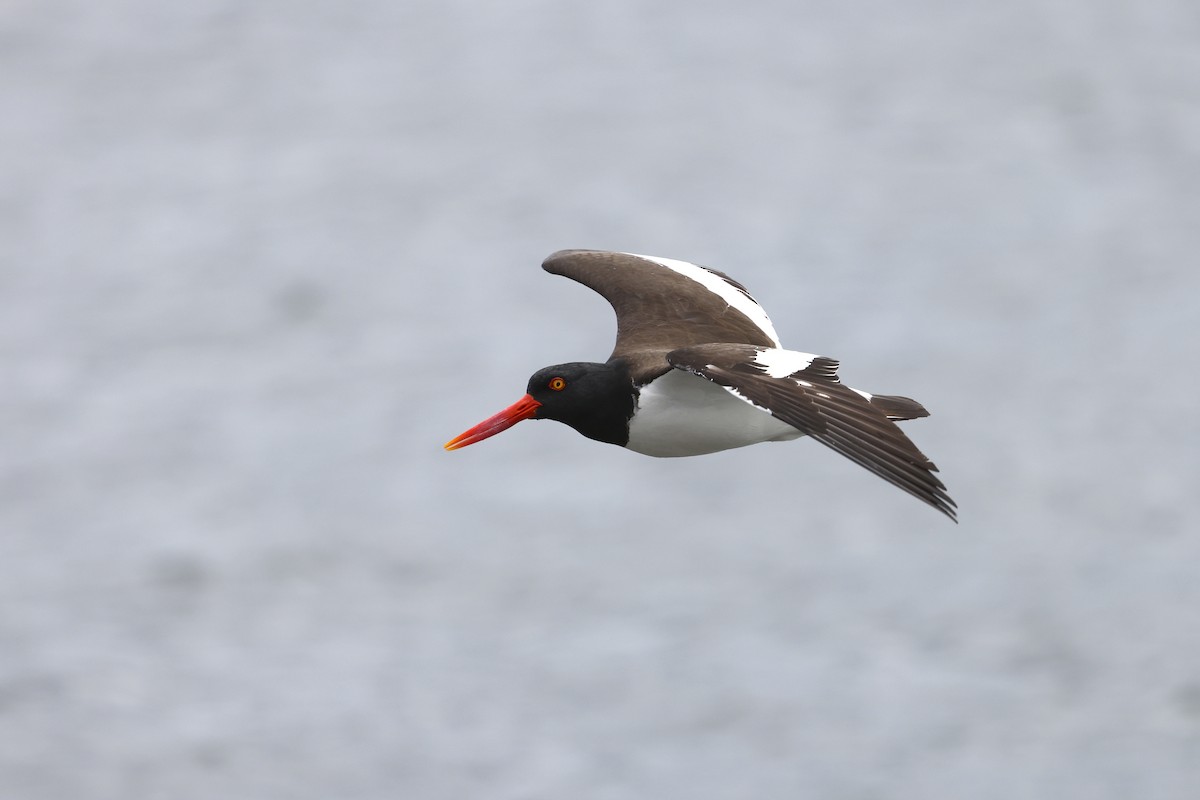 American Oystercatcher - ML637676858