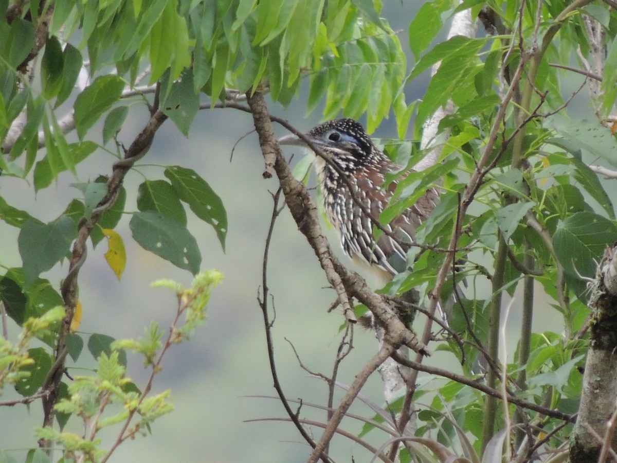 Lesser Roadrunner - ML637676931