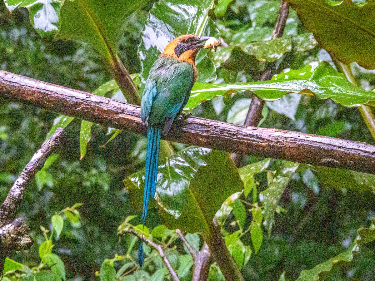 Momoto Yeruvá Occidental - ML637676941