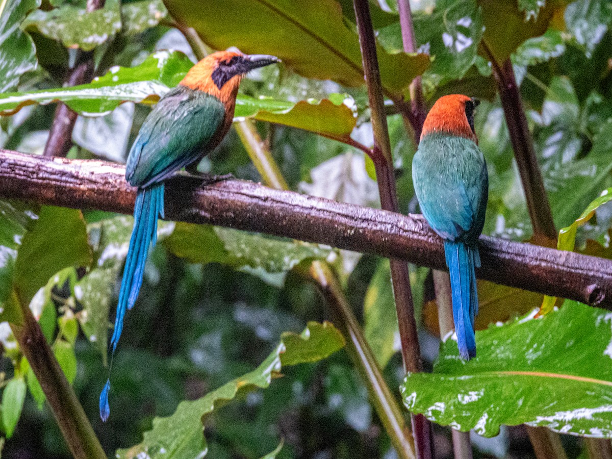 Momoto Yeruvá Occidental - ML637676942