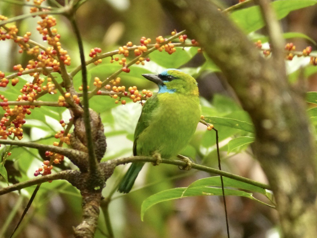 Golden-naped Barbet - ML637676967