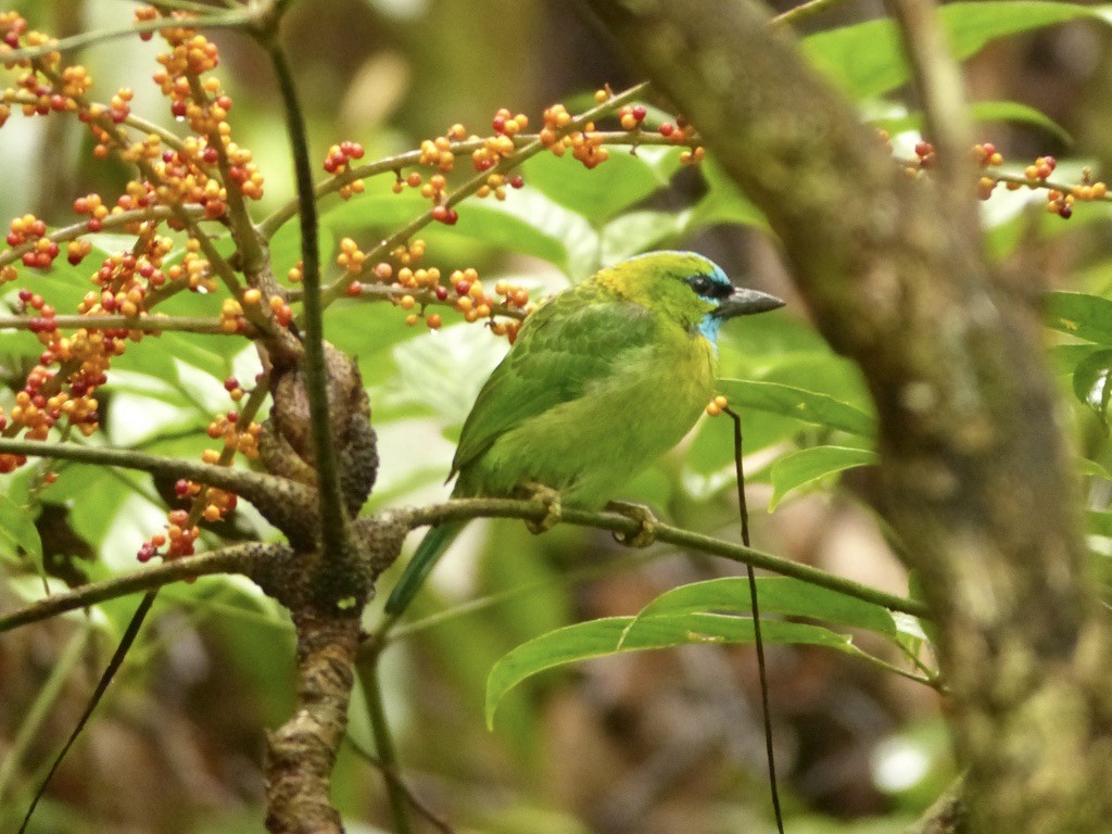 Golden-naped Barbet - ML637676968