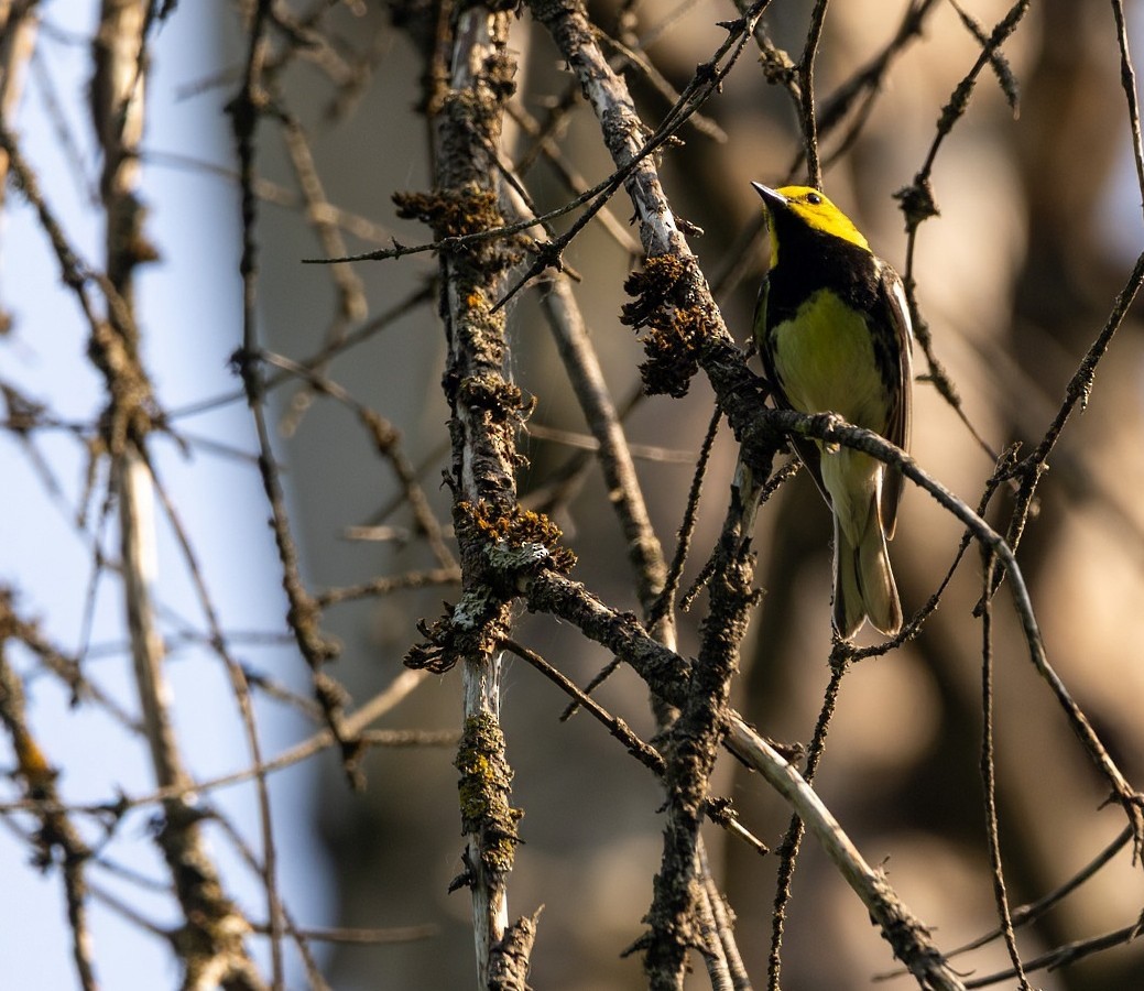 Black-throated Green Warbler - ML637676991