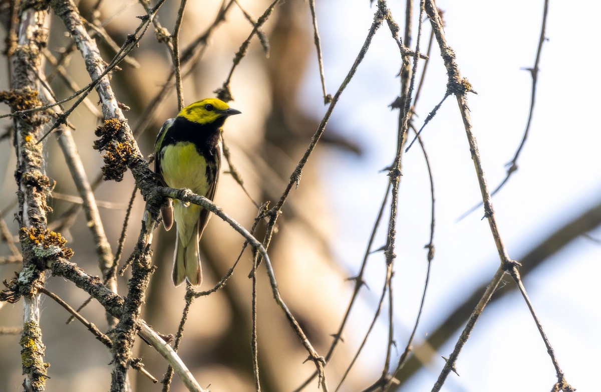 Black-throated Green Warbler - ML637676992