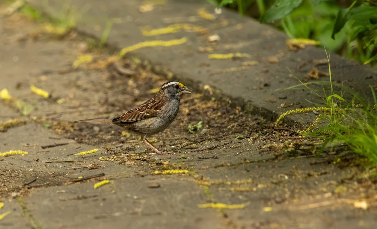 White-throated Sparrow - ML637676999