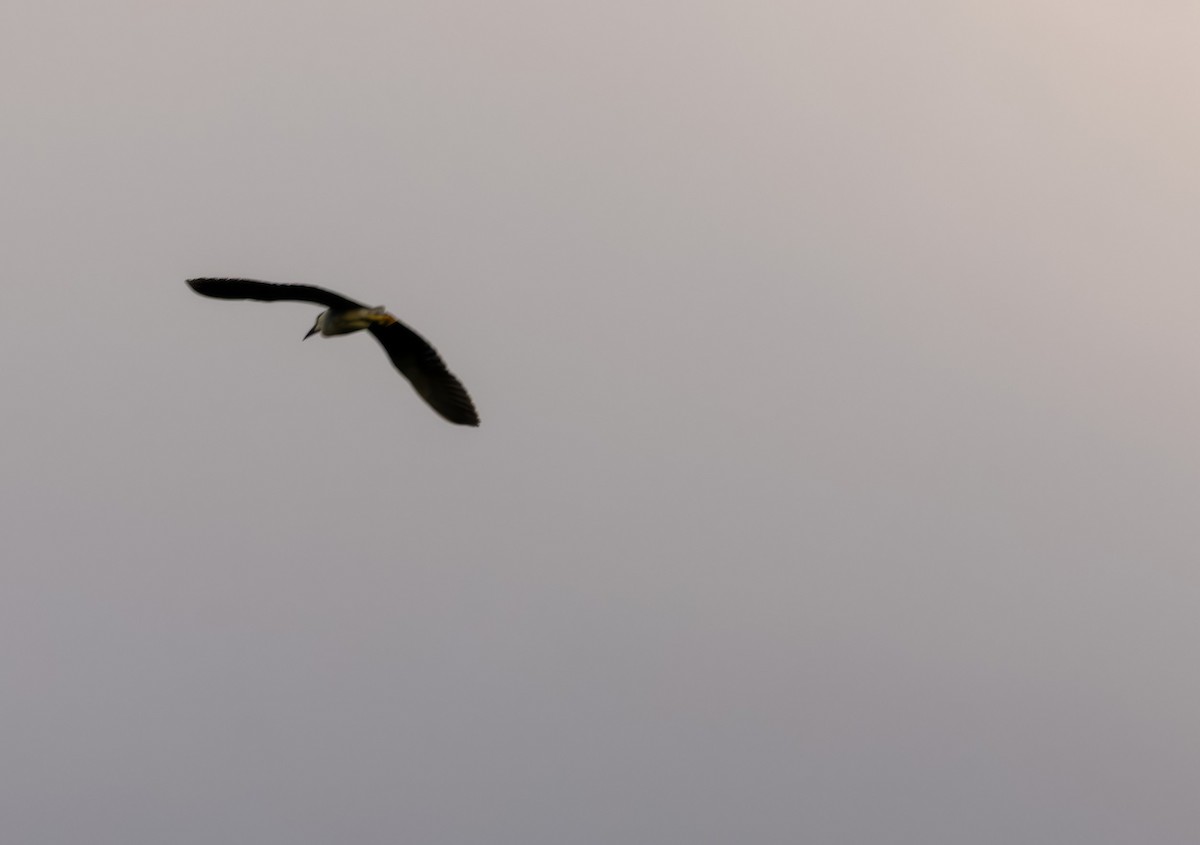 Black-crowned Night Heron - ML637677028