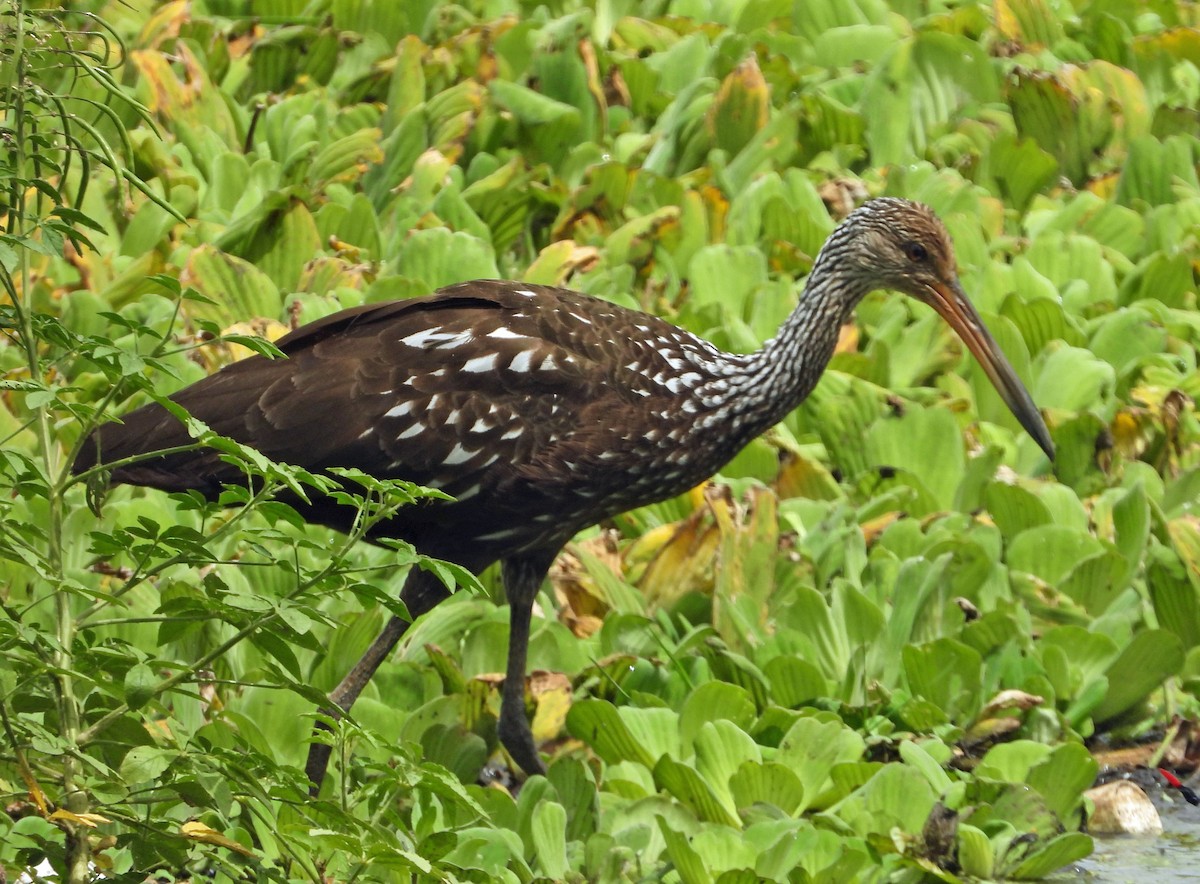 Limpkin - ML637677033