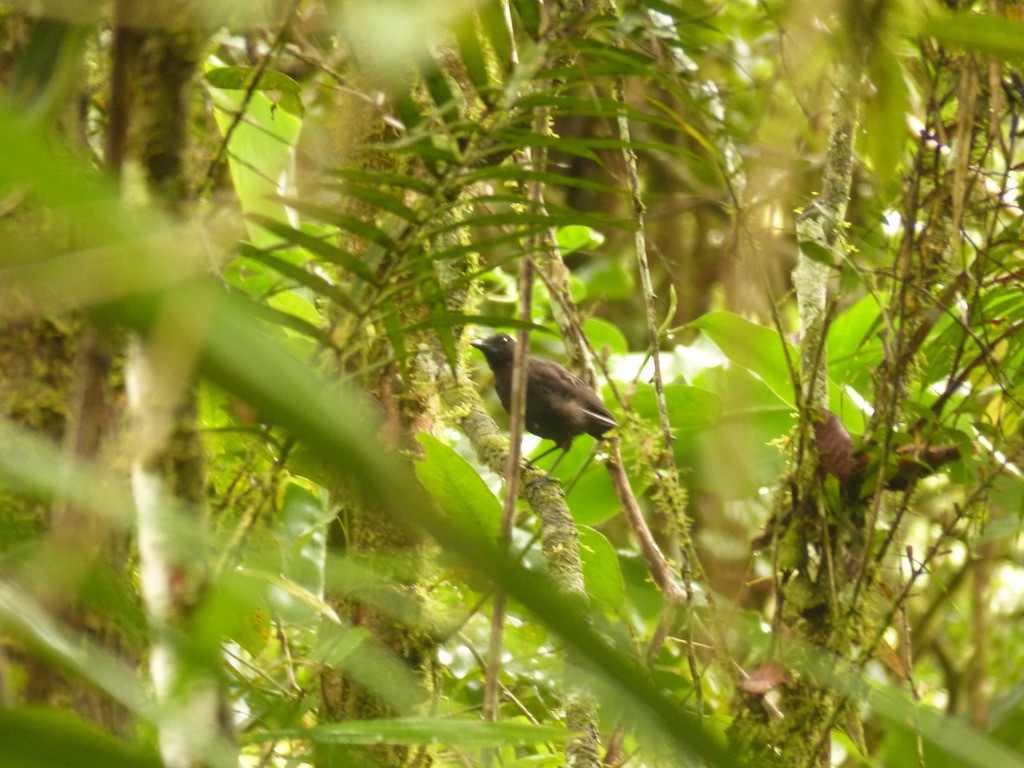 Bornean Whistling-Thrush - ML637677055