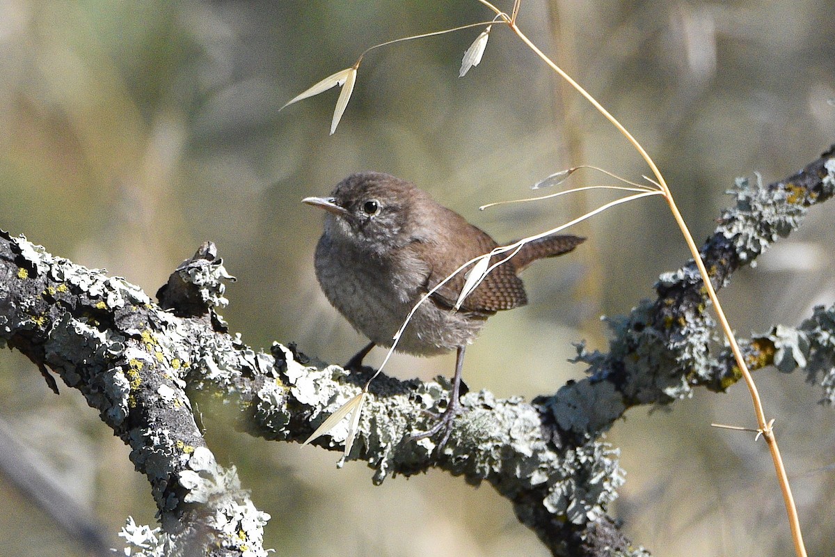 Northern House Wren - ML637677088