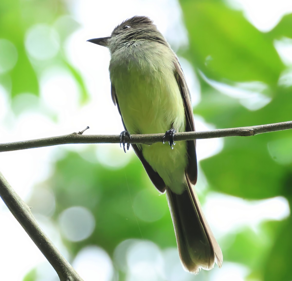 Apical Flycatcher - ML637677090